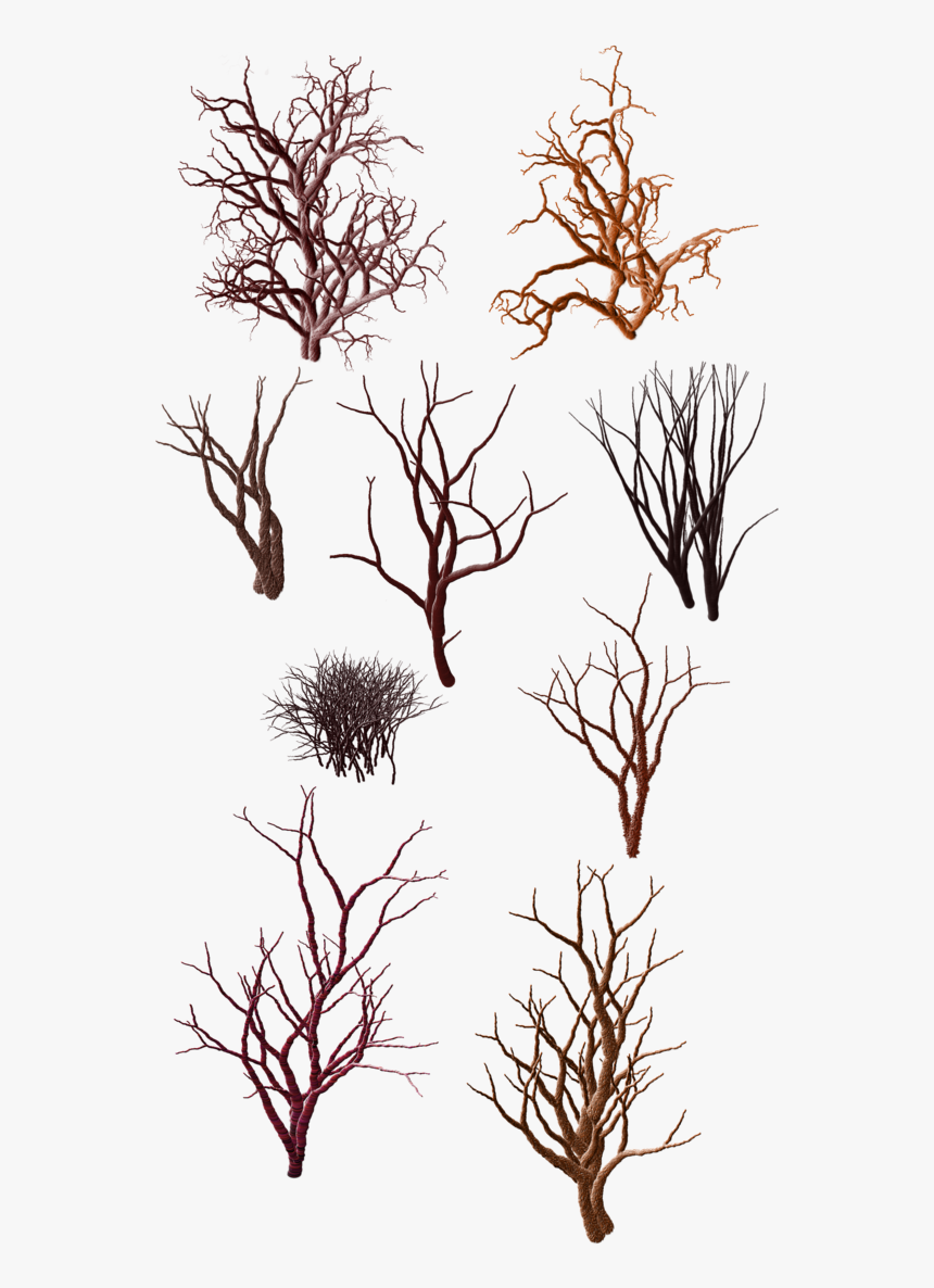 Plant,plant Stem,american Larch - Desert Grass Clipart, HD Png Download