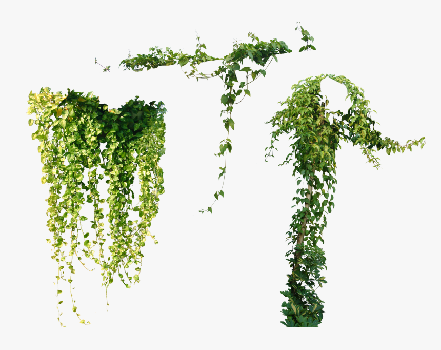Tree Plant Vine Ivy Others Png File Hd Clipart - Vines Png, Transparent Png