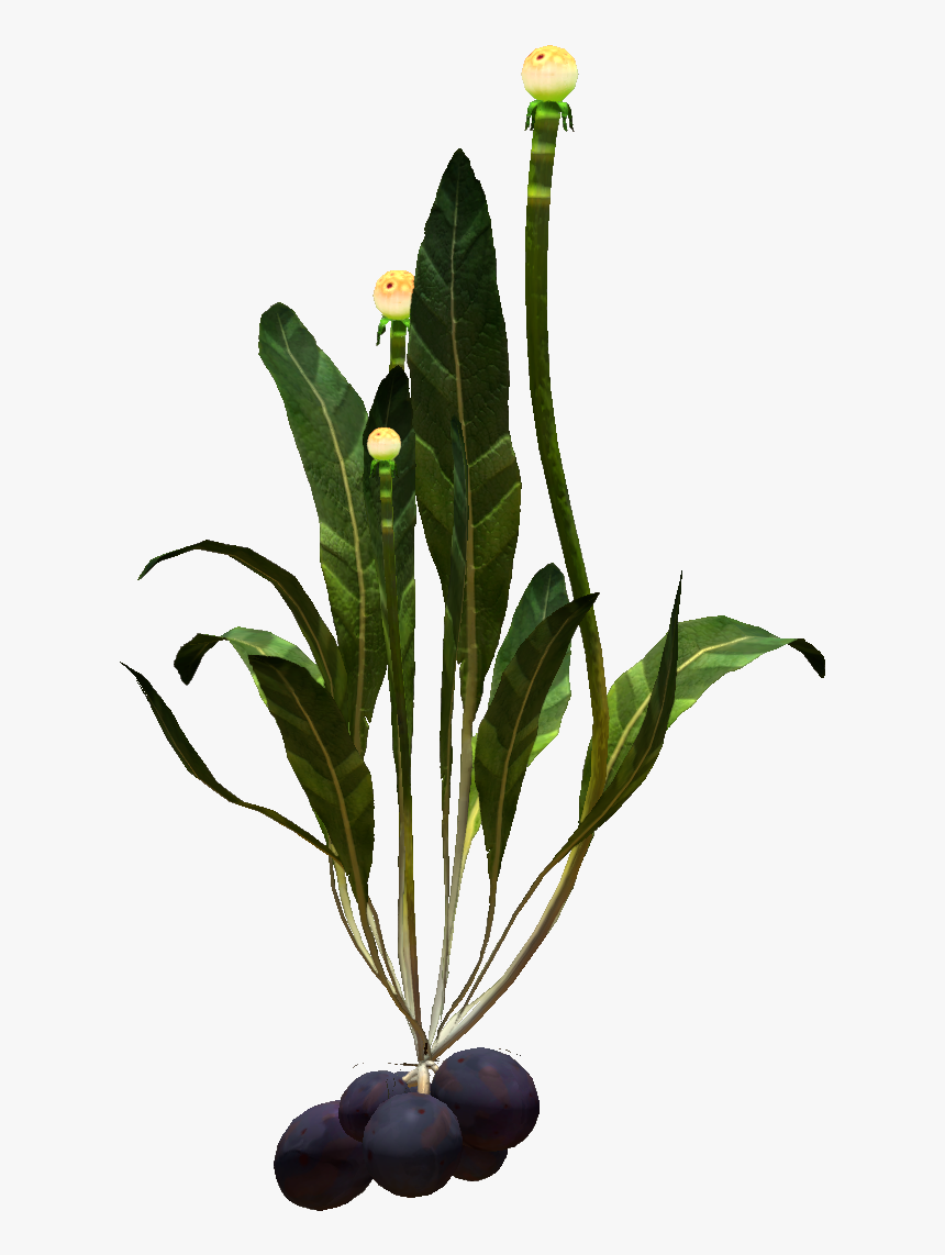 Potato Plant Png, Transparent Png