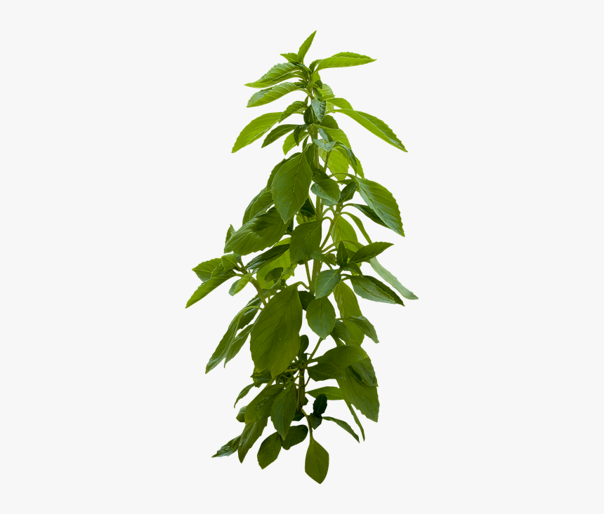 Plant, Green, Leaves, Leaf, Spring, Summer, Nature - Portable Network Graphics, HD Png Download
