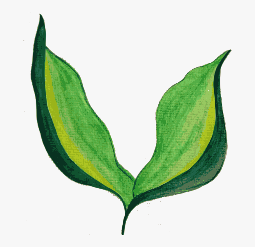 Plant Stem,plant,flower - Painted Leaf Transparent Background, HD Png Download