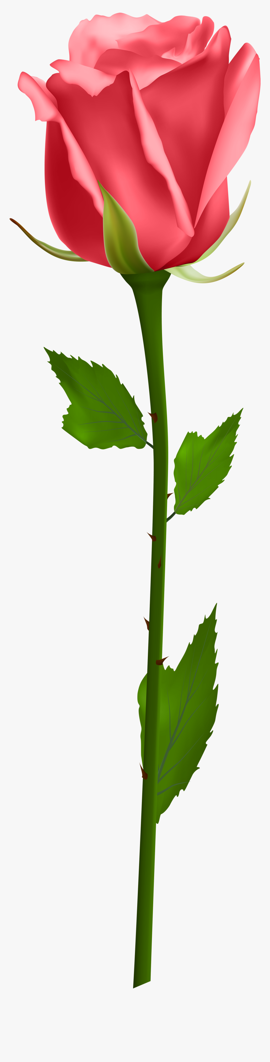 Flowers Clipart Stems - Transparent Background Rose Png, Png Download
