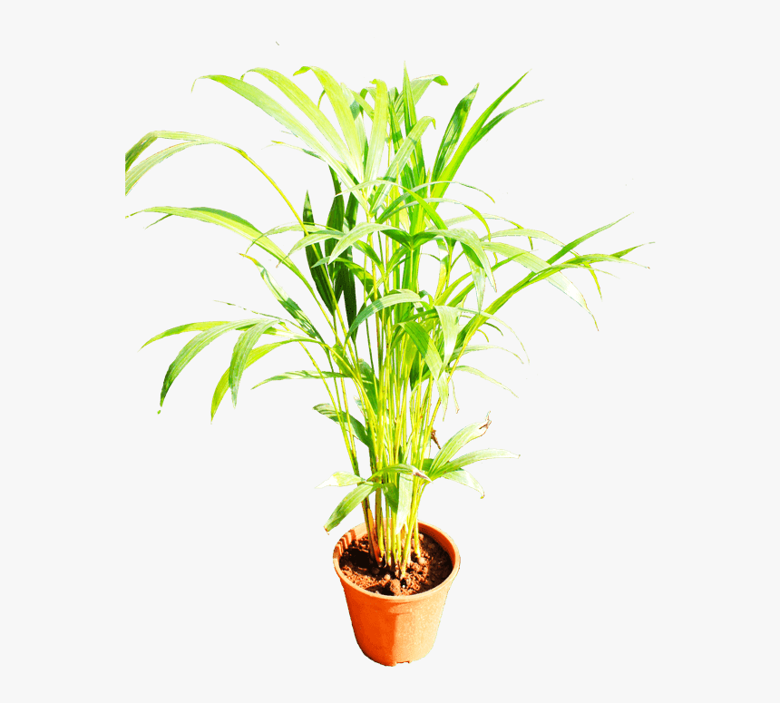 Beautiful Plants Png, Transparent Png