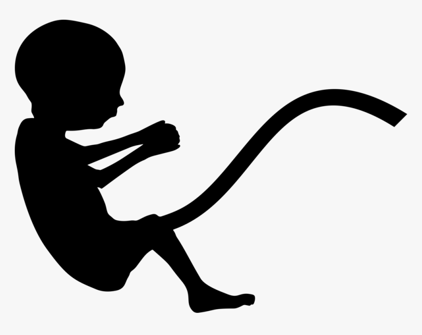 Fetus Png - Fetus Silhouette Png, Transparent Png
