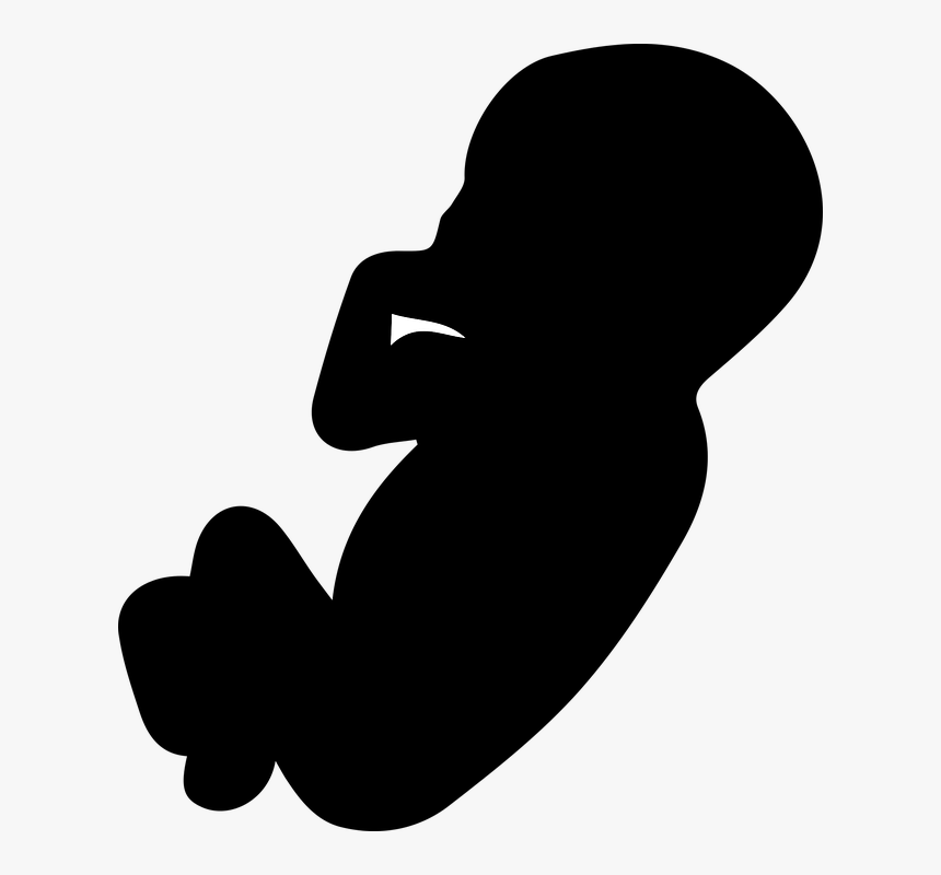 The Fruit, The Embryo, Pregnancy, Pregnant, Mother - Embriyo Png, Transparent Png