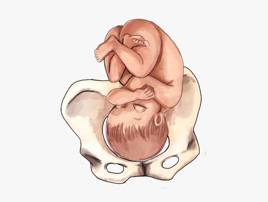 Clipart Baby Womb - 3rd Trimester Baby Positions, HD Png Download