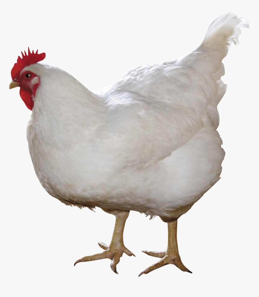 White Chicken Png Image - Chicken Png, Transparent Png