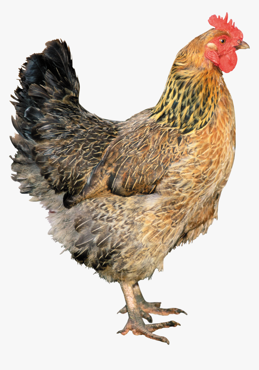 Transparent Chicken, HD Png Download