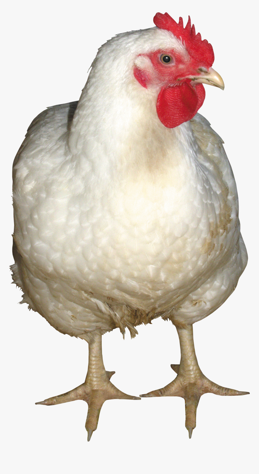 Chicken Png Images, Free Chicken Picture Download - Chicken Png, Transparent Png