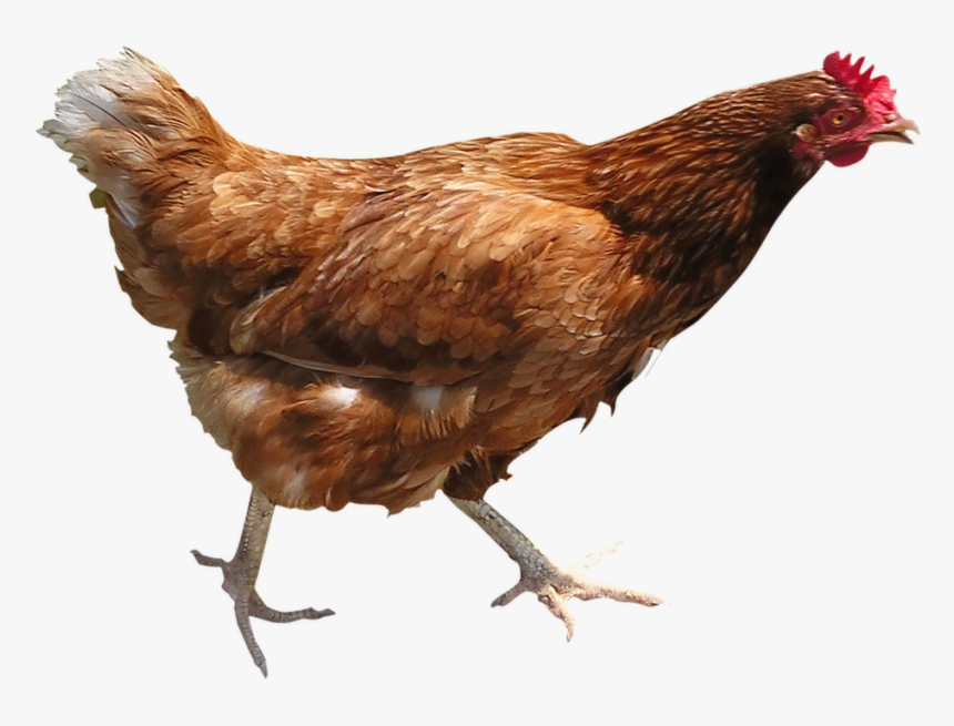 Chicken Png Image - Chicken Png, Transparent Png