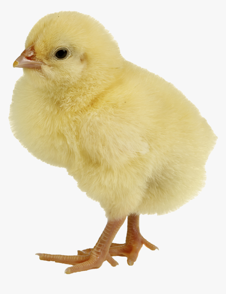 Chicken Meat Duck Infant - Chicken Png, Transparent Png