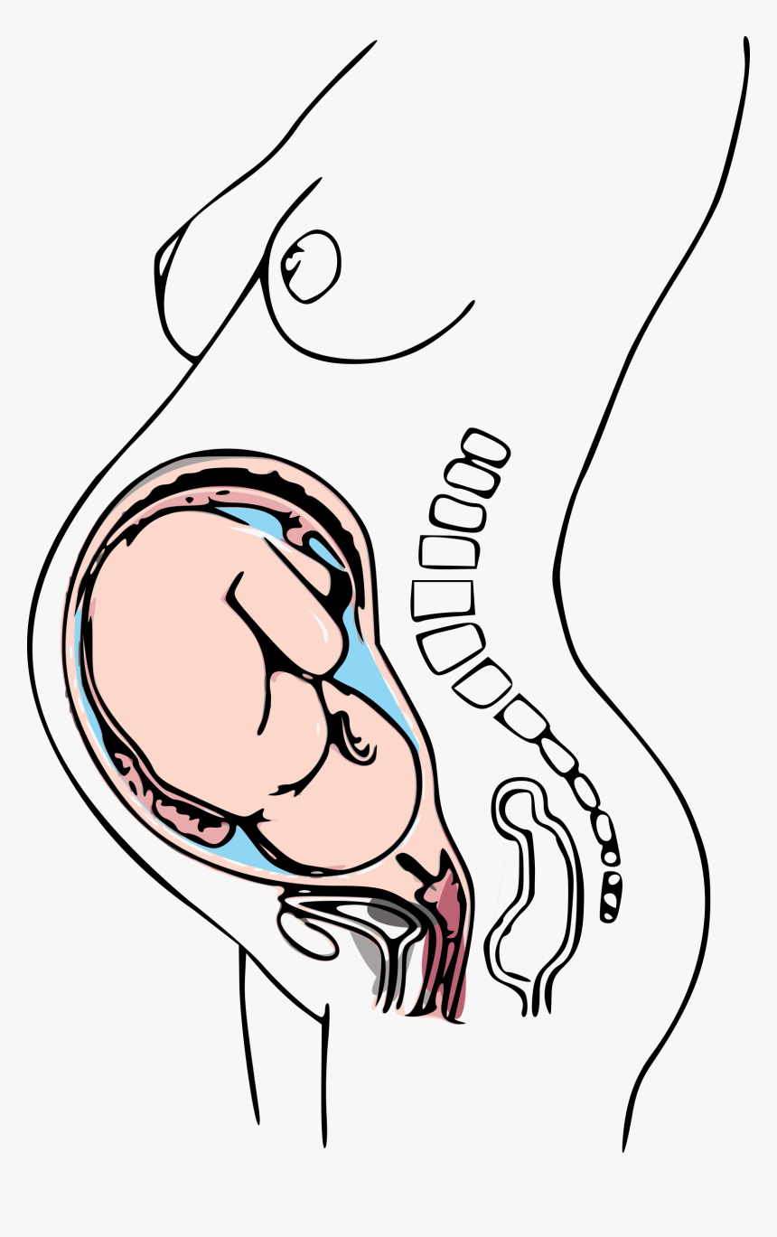 Third Trimester Pregnancy Clip Arts - Did You Give Birth, HD Png Download