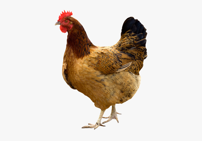 Hen Png Pic - Nattu Kozhi, Transparent Png