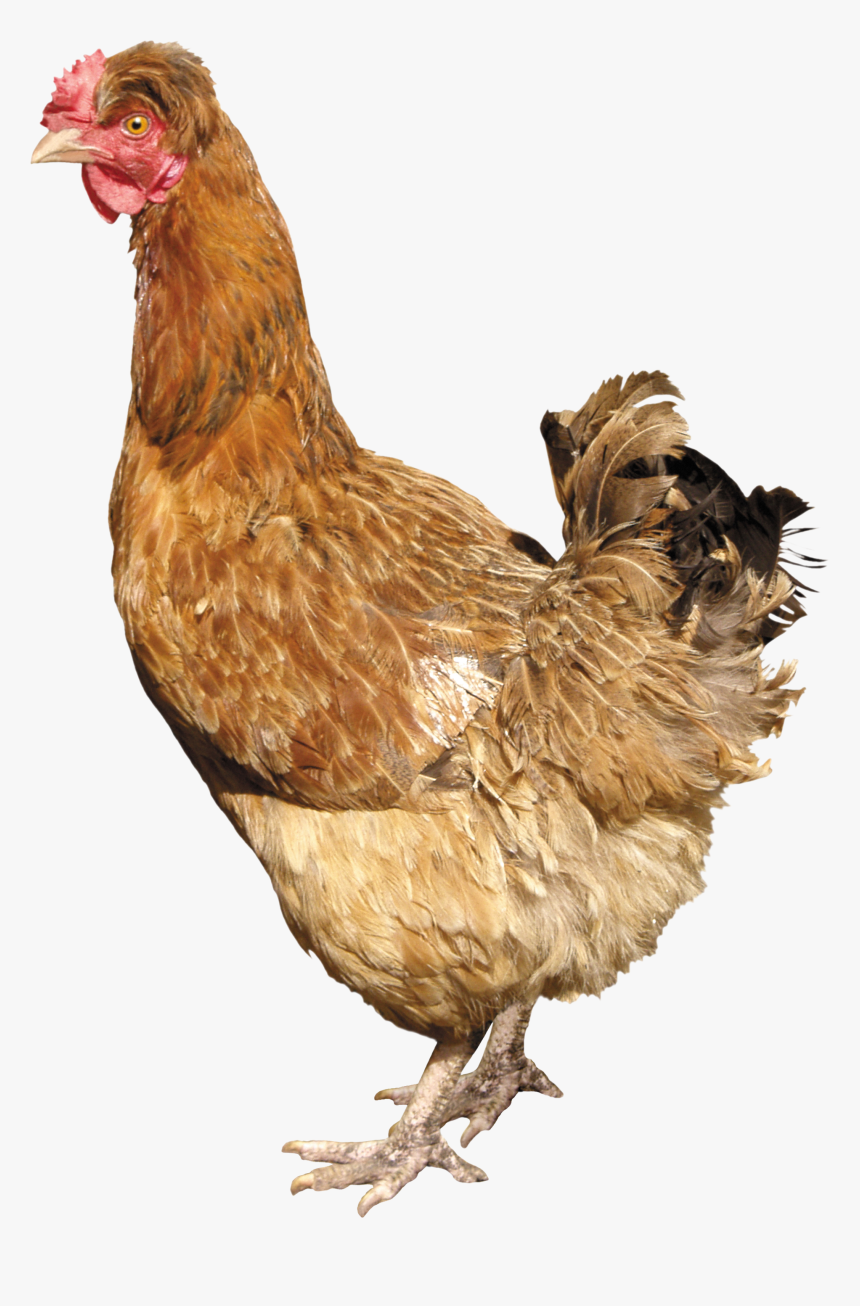 Chicken .png, Transparent Png