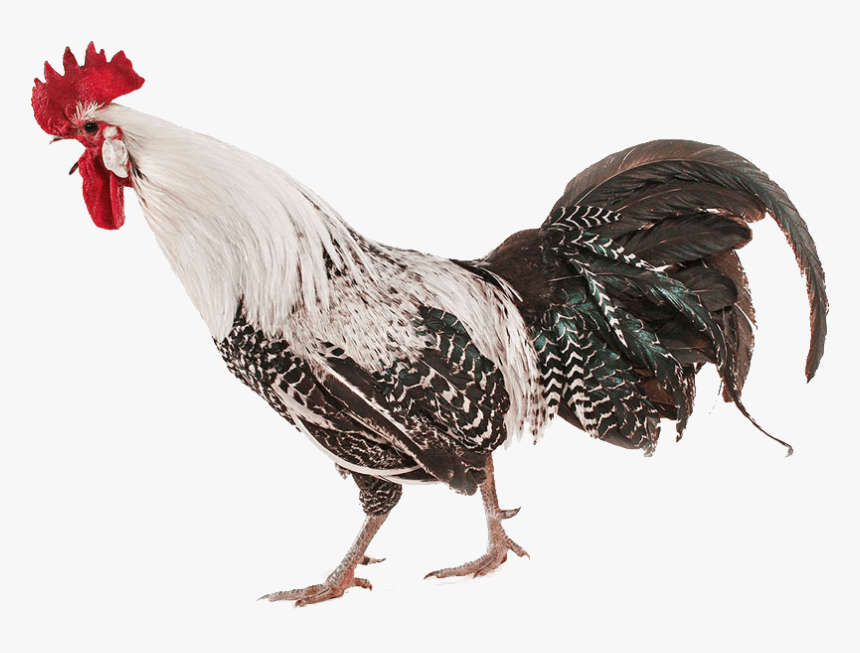 Transparent Chicken Png Image - Chicken Real Png, Png Download