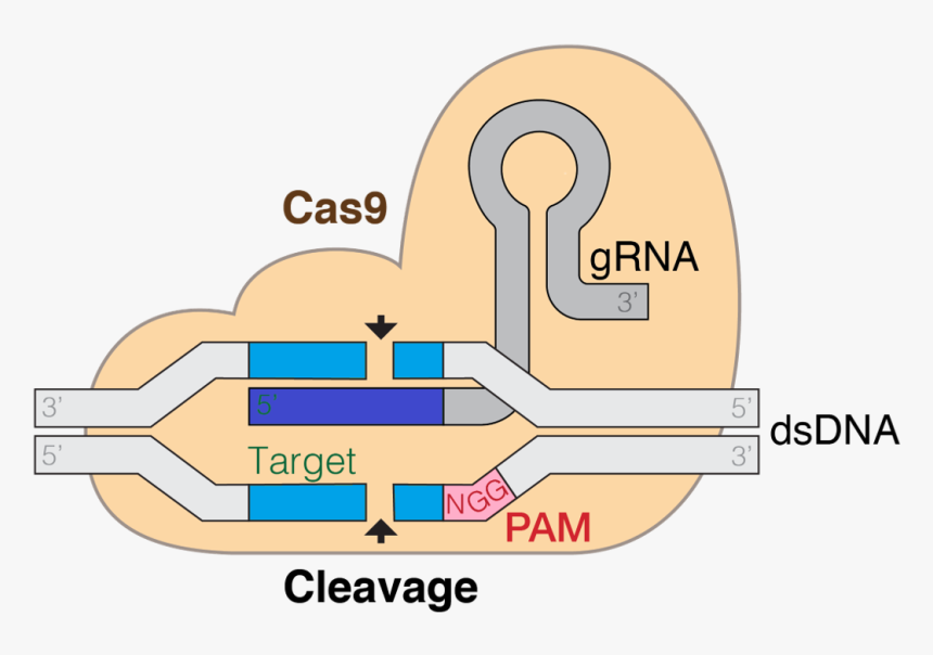 Grna Cas9 Colourfriendly - Crispr In Biotechnology, HD Png Download