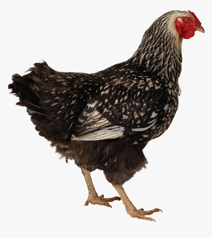 Black Walking Chicken Png Image - Chicken Icon, Transparent Png