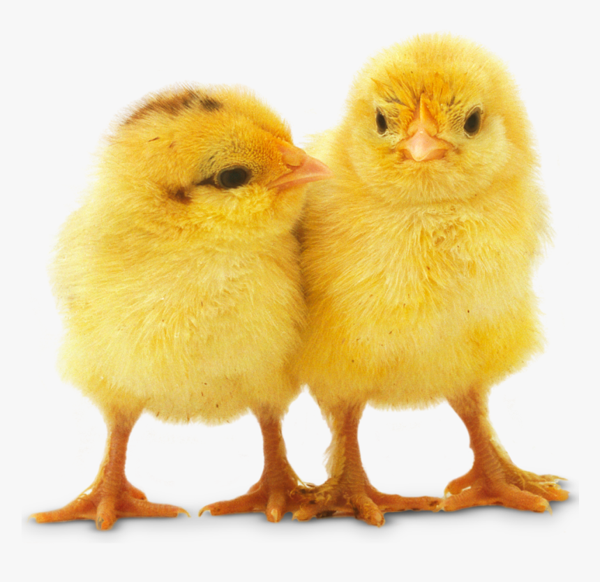 Chicken Facts For Kids All About Chickens Find Out - Baby Chicks Transparent Background, HD Png Download