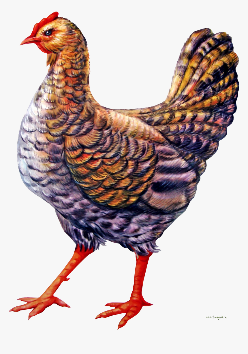 Курица Рисунок Пнг, HD Png Download