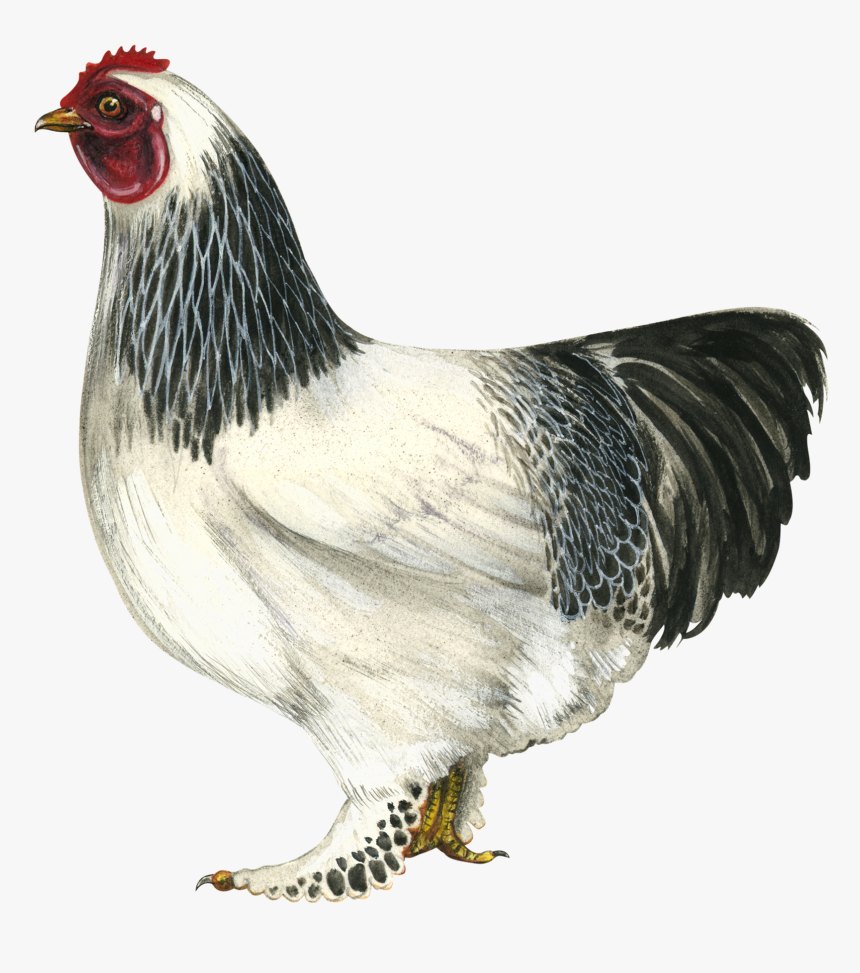 Hen Png Hd - Brahma Chicken Png, Transparent Png
