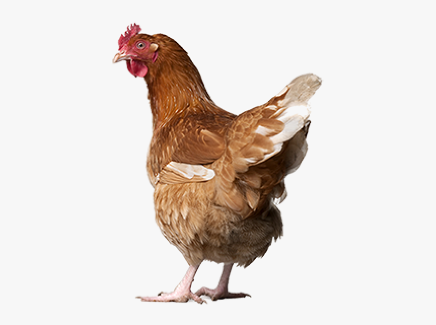 Chicken Png Icon - New Zealand Free Range Eggs, Transparent Png