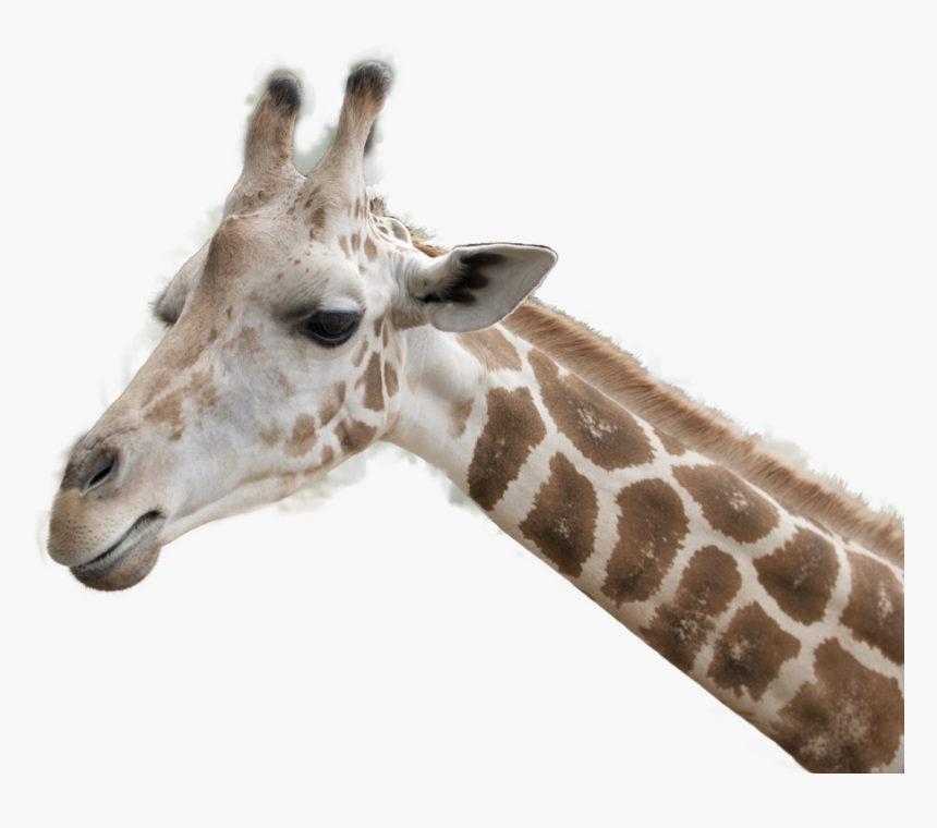Giraffe Head Transparent Background, HD Png Download