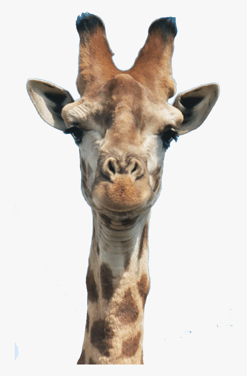 Giraffe Head, HD Png Download