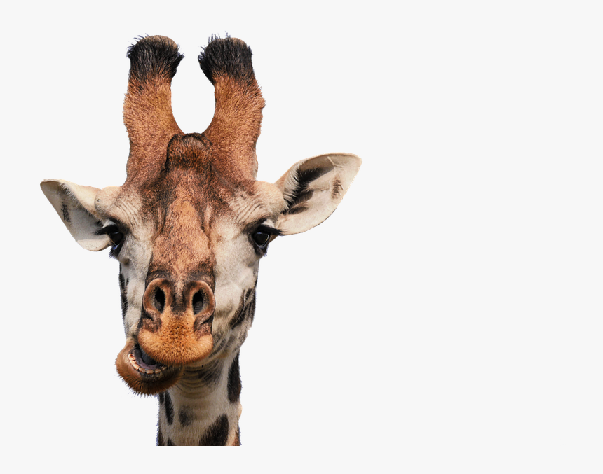 Giraffe, Head, Isolated, Eat, Chew, Funny, Fun, Mammal - Black And White Giraffes, HD Png Download