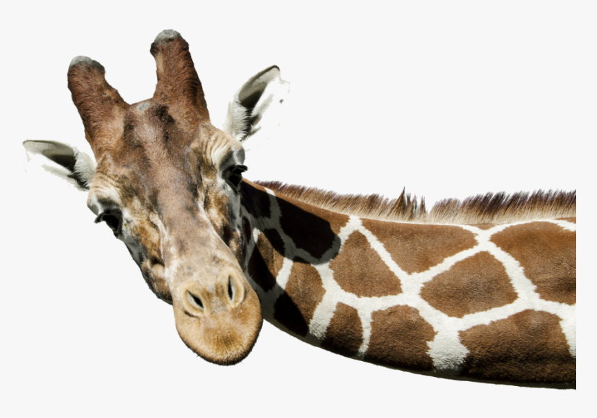 Giraffe Png Free Download - Did You Say Massage, Transparent Png