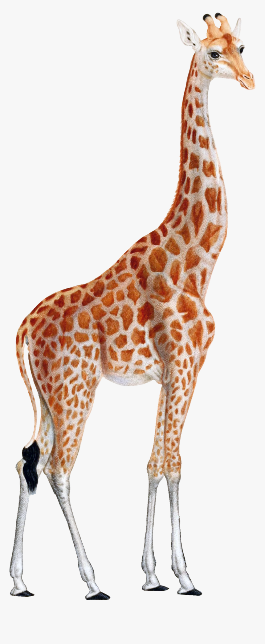 Leopard Animal Print Printing West African Giraffe - Giraffe Clipart, HD Png Download
