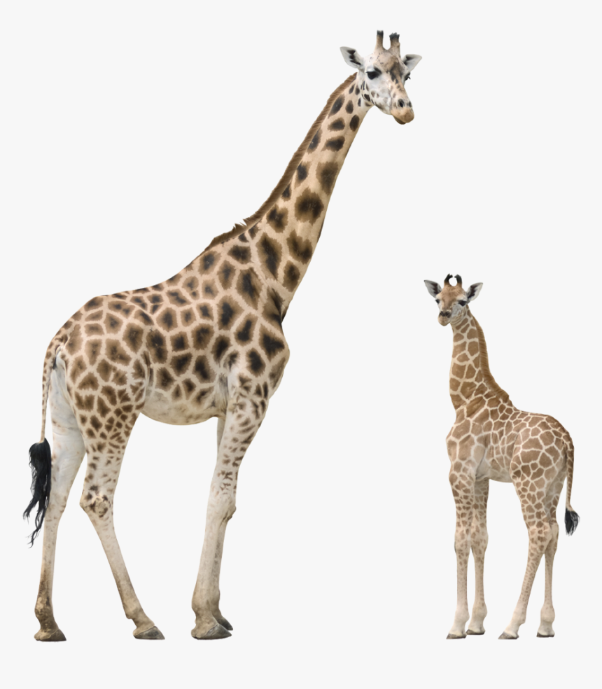 Download Giraffe Png Transparent Images Transparent - Giraffe Png, Png Download