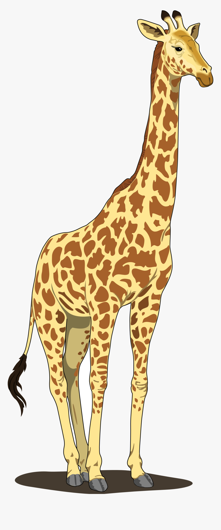 Giraffe - Giraffe Clipart Png, Transparent Png