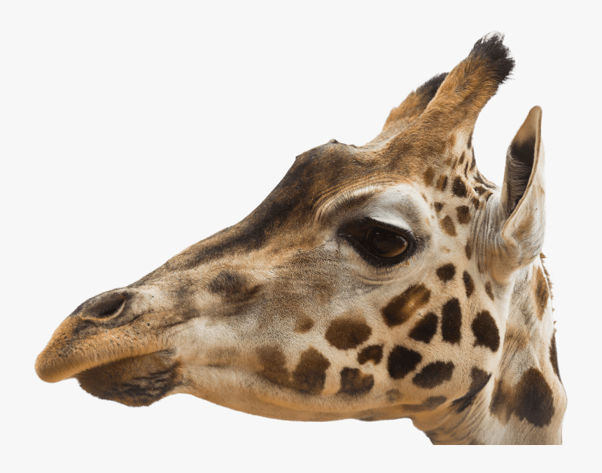 Giraffe, HD Png Download