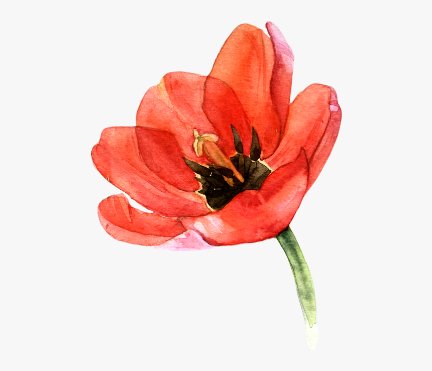 Tulip Transparent Watercolor - Floral Watercolor Tulip Clipart, HD Png Download