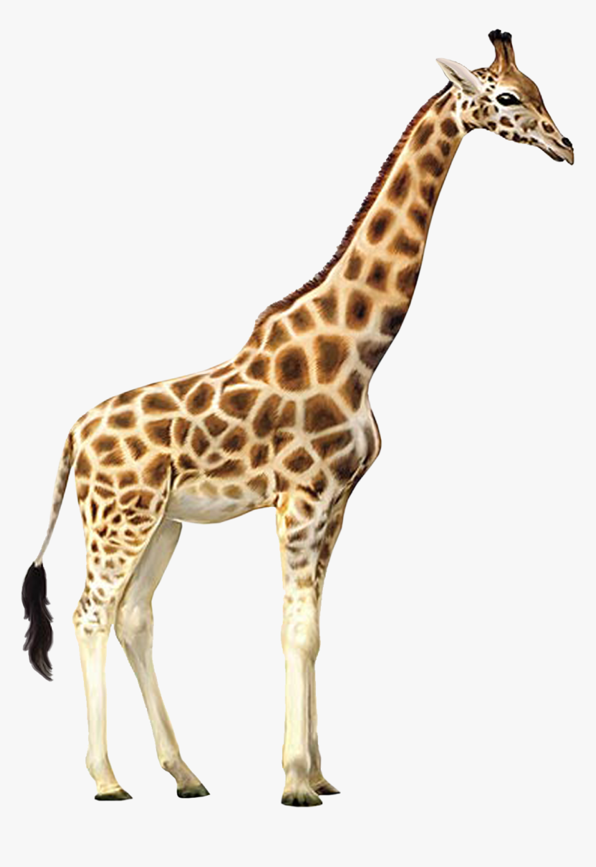 Giraffe Png, Transparent Png