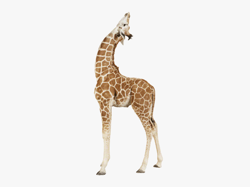 Giraffe Up - Baby Giraffe Png, Transparent Png