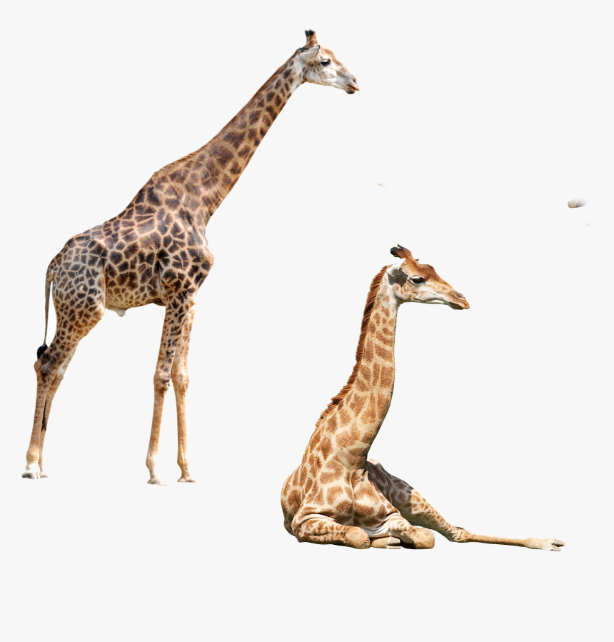 Giraffe Felidae Elephant Northern Okapi Png File Hd - زرافه Png, Transparent Png
