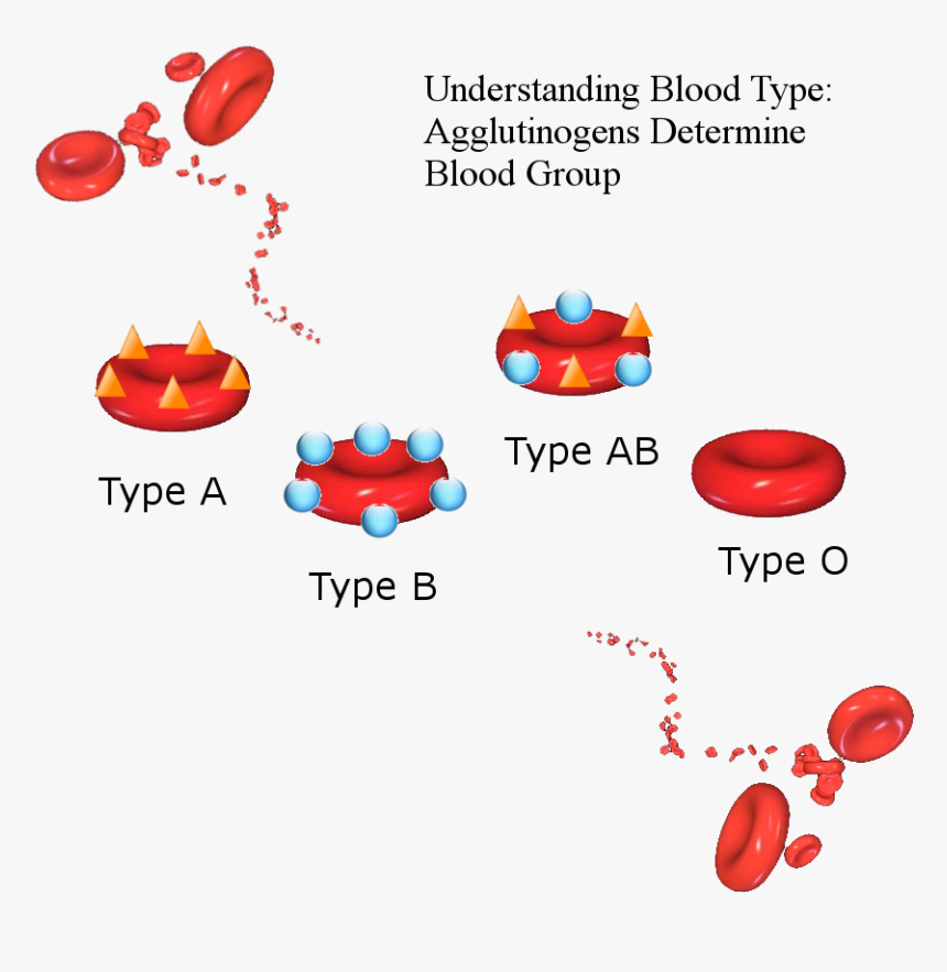 Surface Of Red Blood Cells Antigens, HD Png Download , Transparent Png