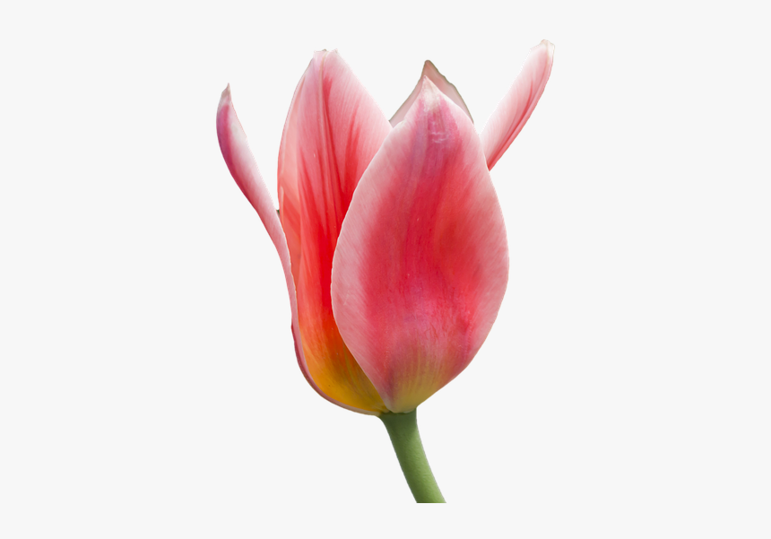 Tulip Flower Free Png Transparent Images Free Download - Tulipano Png, Png Download