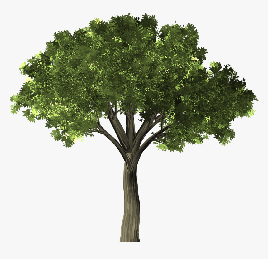 Tree Transparent Background, HD Png Download , Transparent Png Image