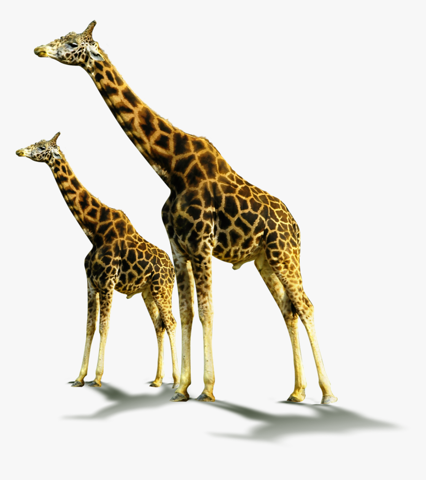 Giraffes Transparent, HD Png Download