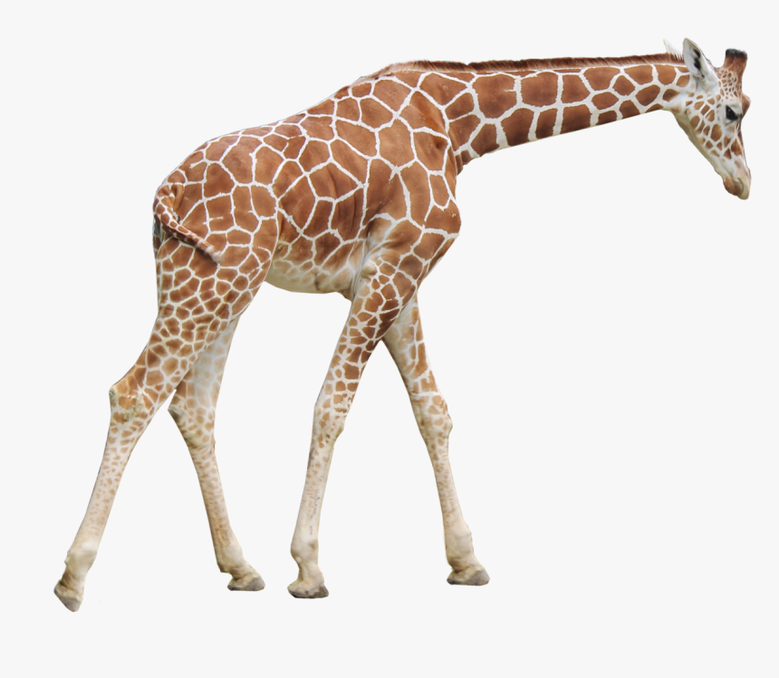 Giraffe Png Picture - Giraffe Png, Transparent Png