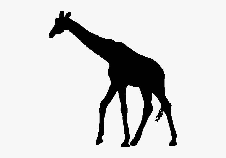 Silhouette Clip Art - Giraffe Silhouette No Background, HD Png Download