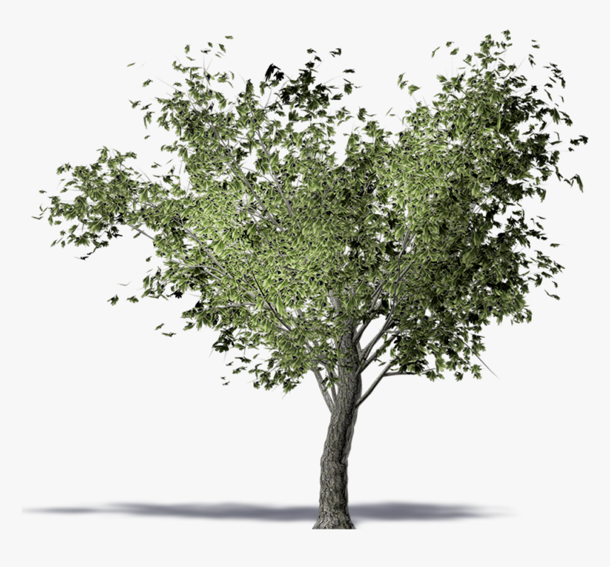 Twig American Elm Olive Tree Computer-aided Design - Olive Tree 3d Png, Transparent Png