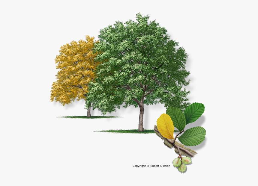 3 Cedar Elm, HD Png Download
