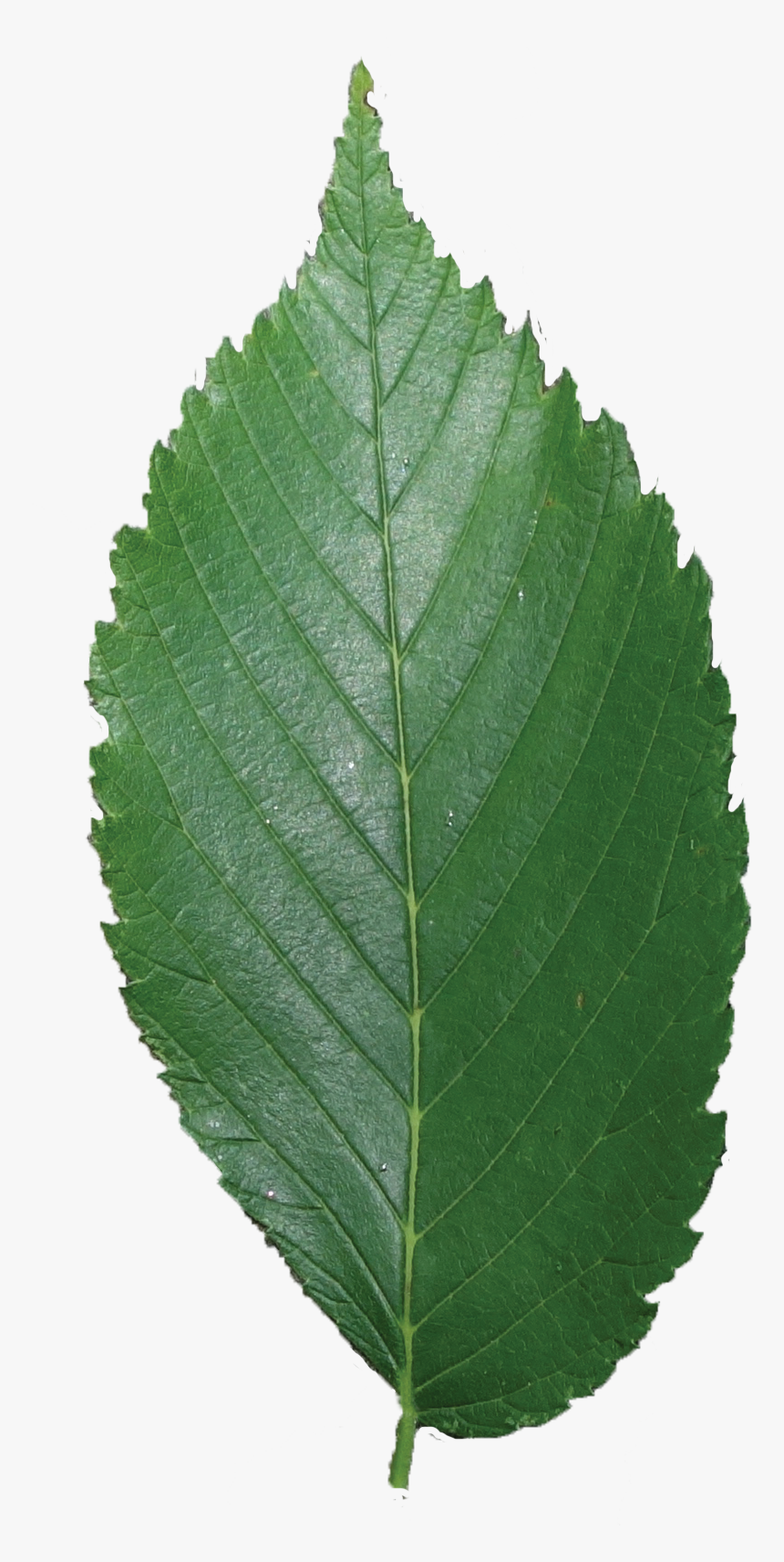 Secret Tree Pinterest By - Elm Tree Leaf Png, Transparent Png