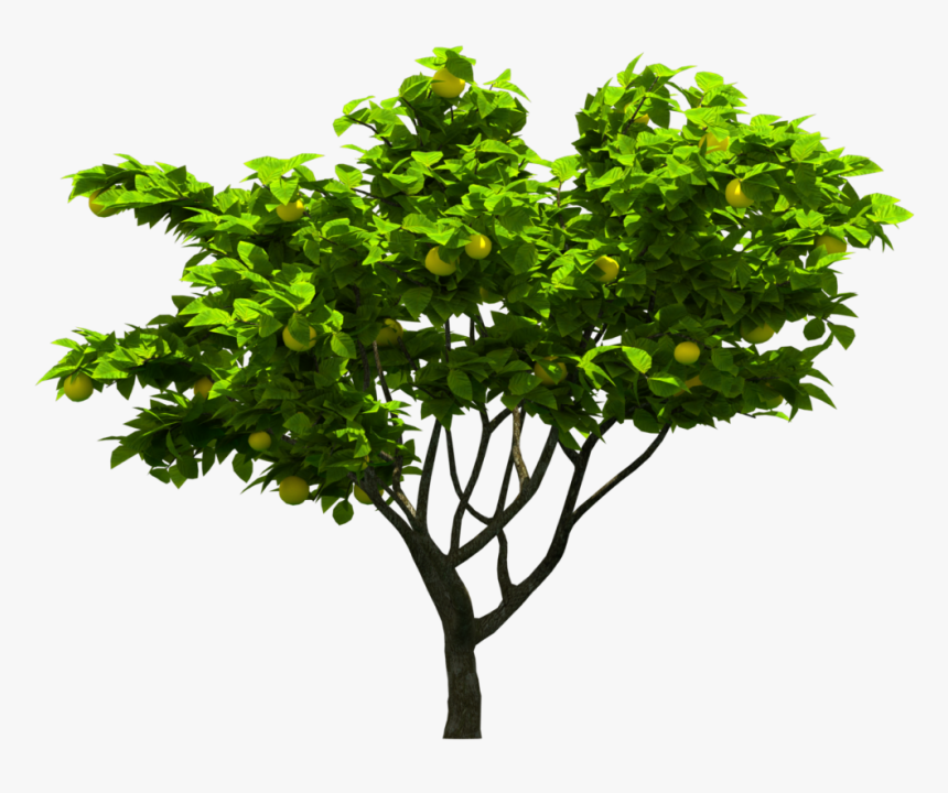 Tree Png Download, Transparent Png