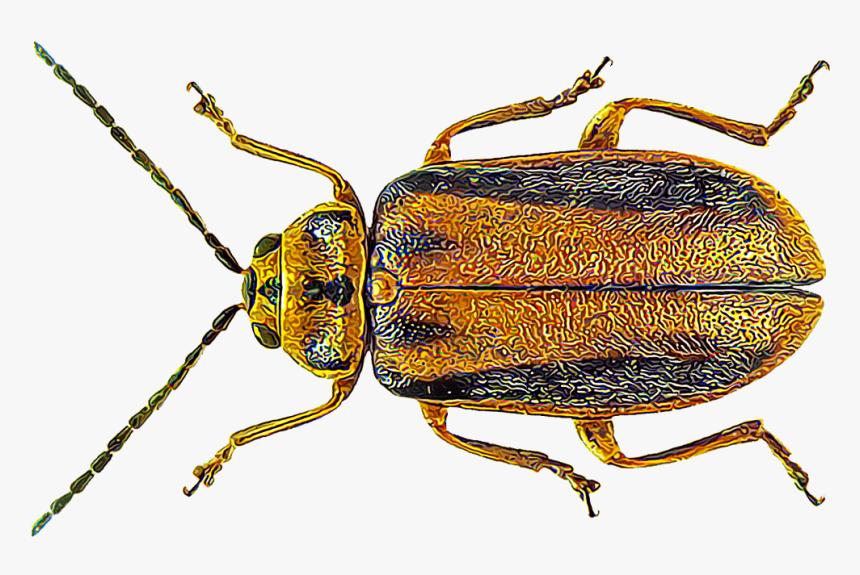 Controlling Elm Leaf Beetles - Elm Leaf Beetle, HD Png Download