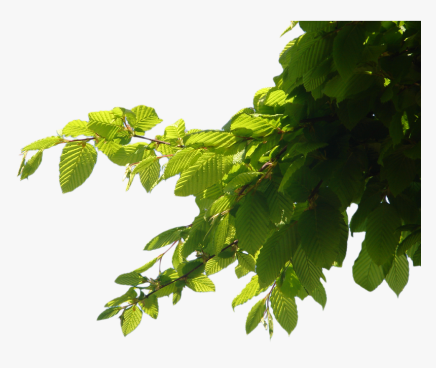 Download Branch Png Images Png Format Tree Branch Png Transparent Png Transparent Png Image Pngitem