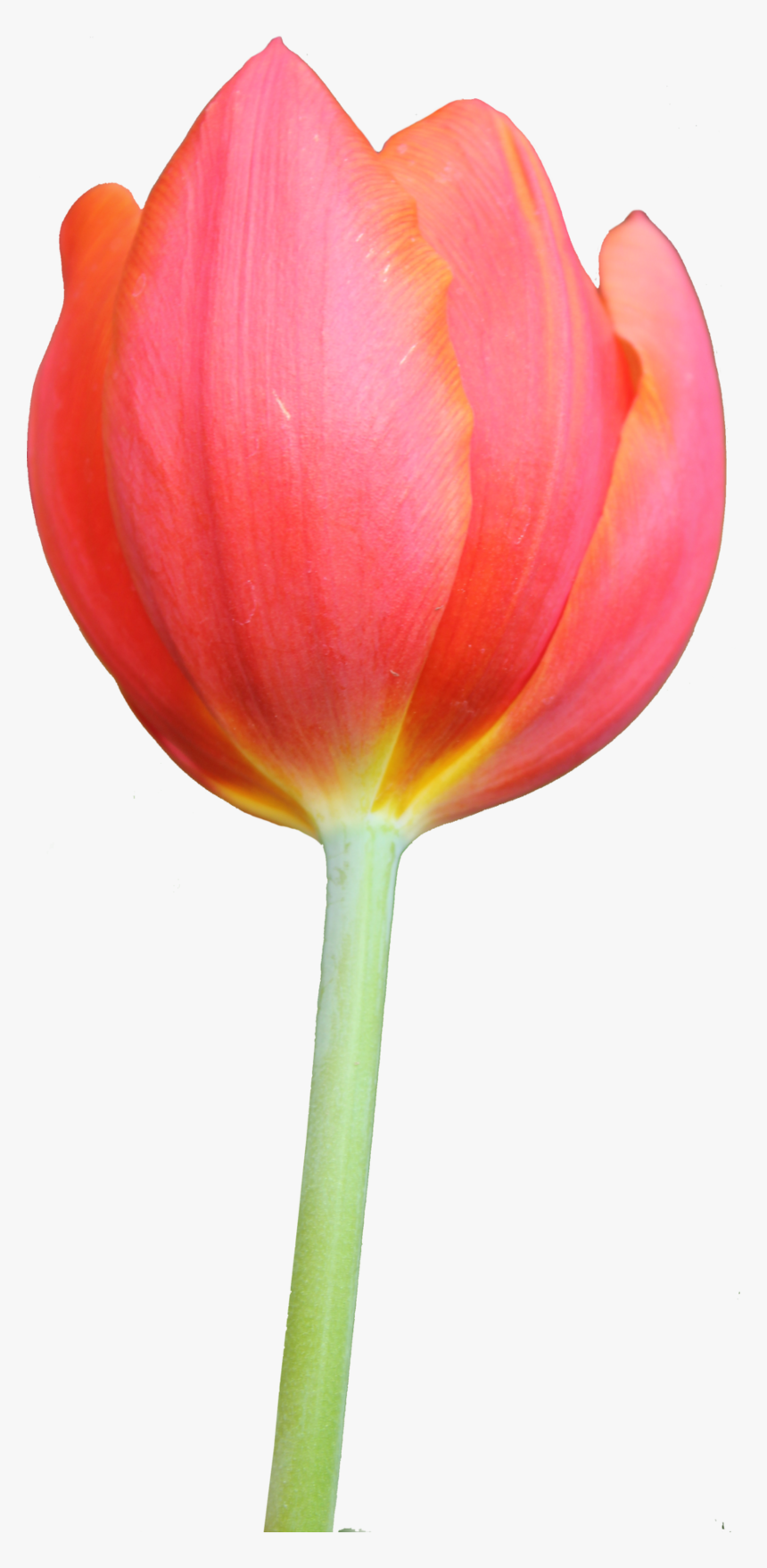 Clipart Tulips, HD Png Download
